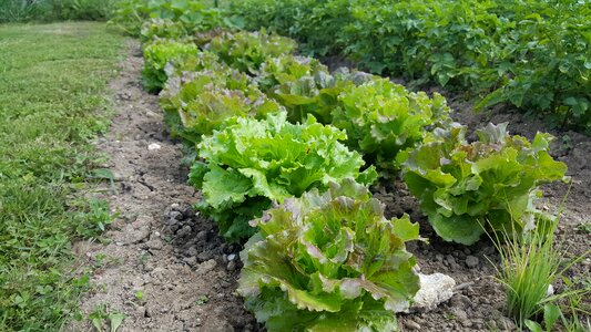Food leaf agro-industry