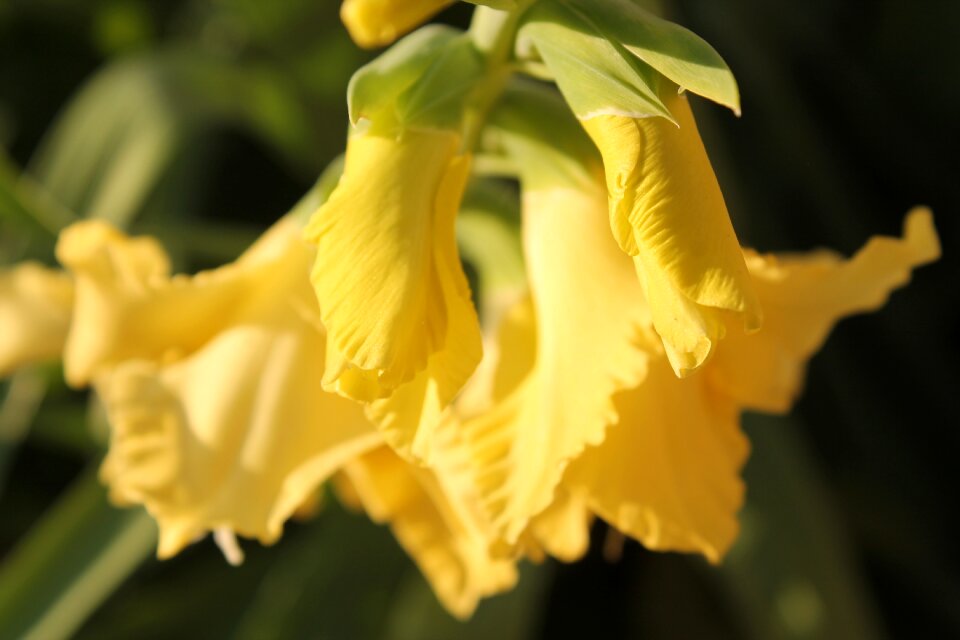 Wild flower wild flowers summer flower