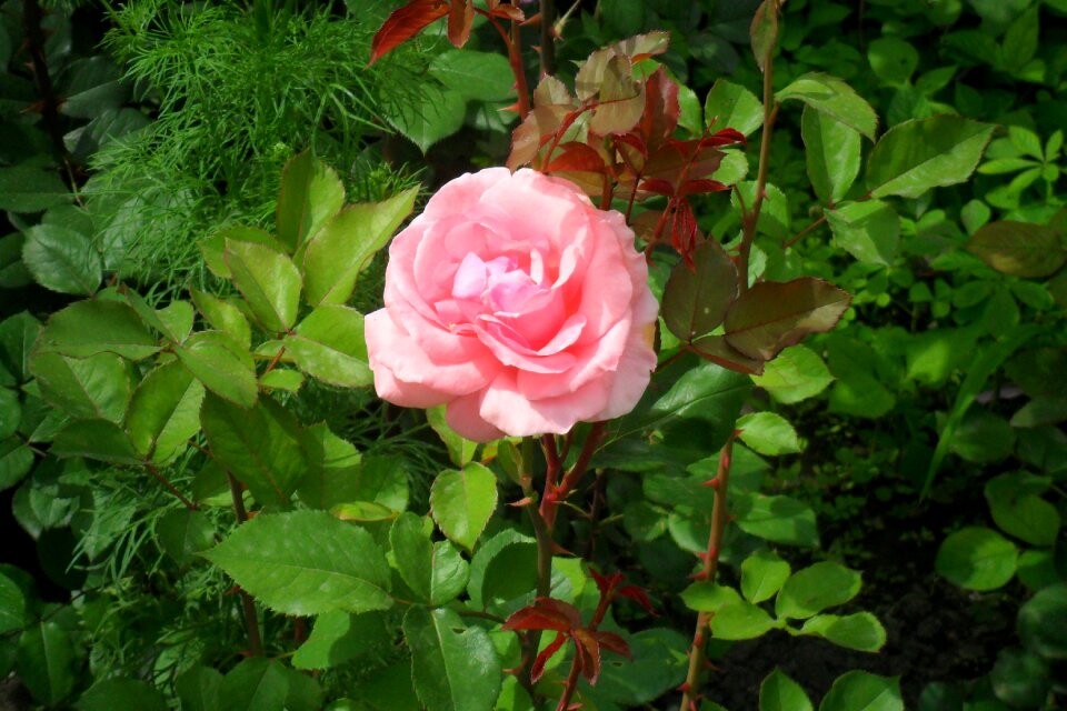 Summer nature red rose