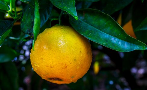 Vitamins citrus fruits sour