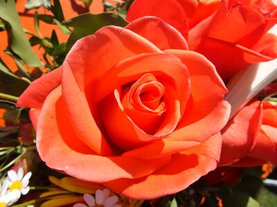 Orange red orange blossom rose blooms