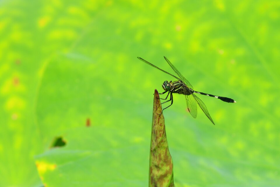 Dragonfly lotus leaf