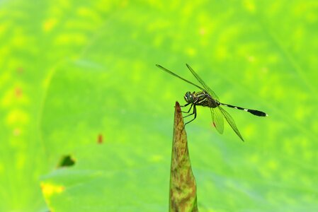 Dragonfly lotus leaf