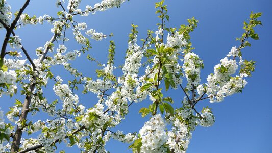 Nature garden vernal photo