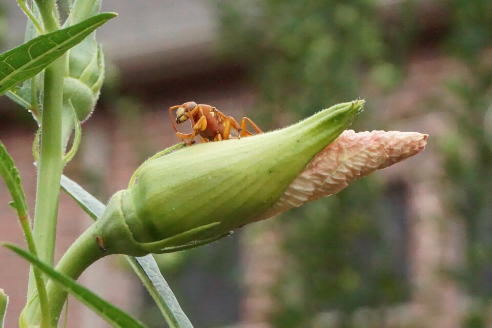 Closeup outside