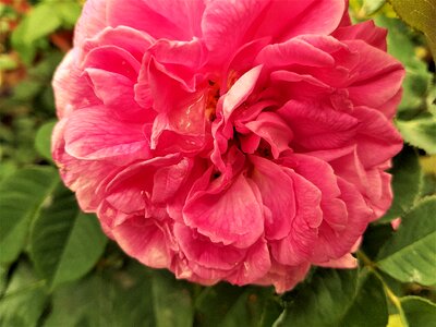 Petal rose photo