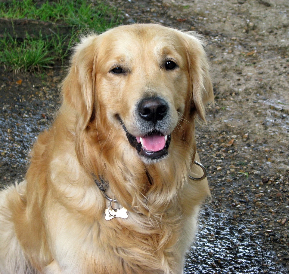 Retriever portrait close-up