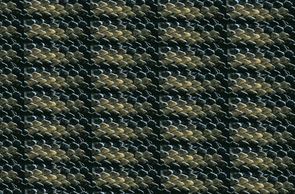 Reptile tortie green