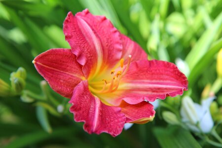 Daylily red flowering petals red photo