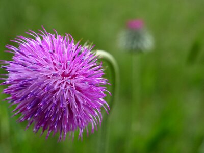 Purple furry dandelion photo