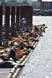 Marine mammal dock
