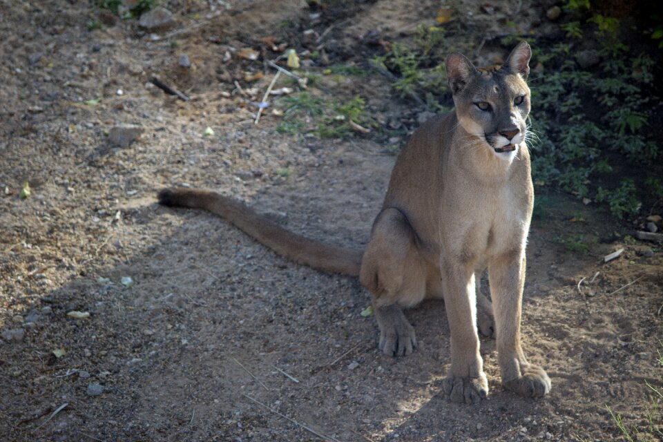 Wildlife zoo wildlife photo