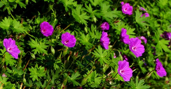 Flowers sun light