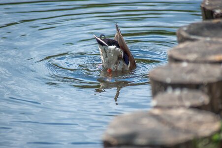 Upside down water dive photo