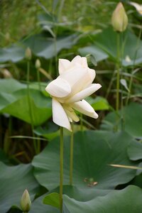 Lotus summer flower