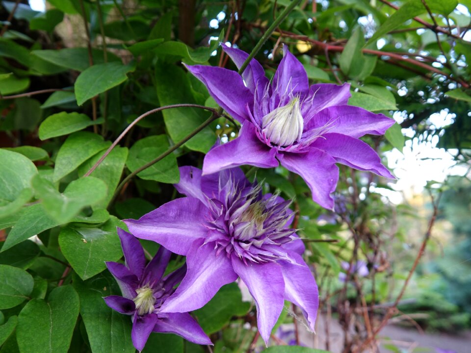 Flowering clematis flowers