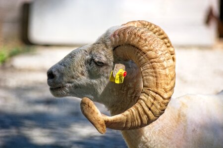 Sheep ram horn photo