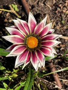 Flower garden bloom