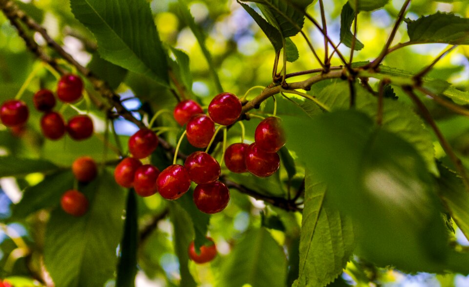 Fruit fruit garden echo