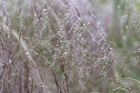 Water drop foliage botany