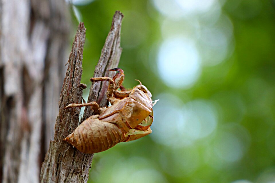 Summer metamorphosis insect