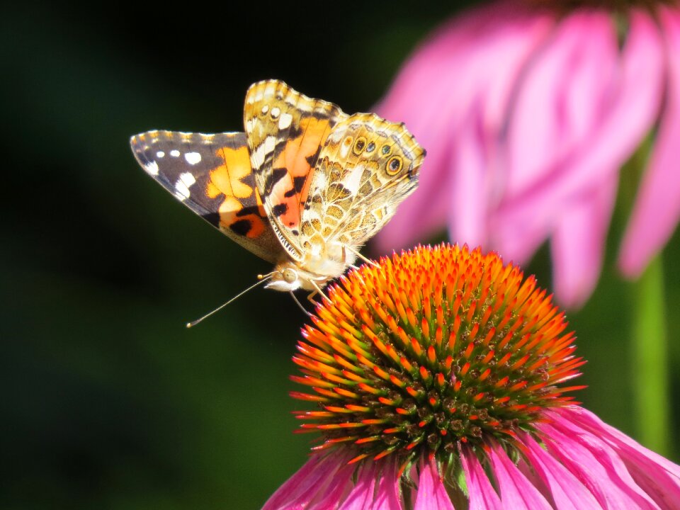 Echinacea plant insect