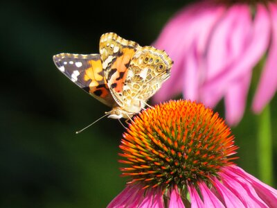 Echinacea plant insect