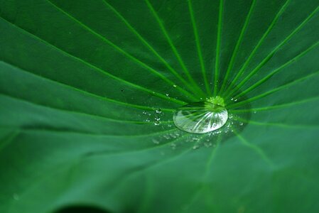 Flower lotus plant