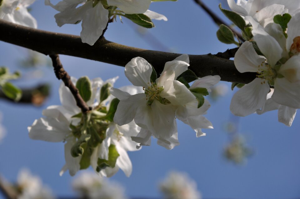 Bloom cherry blossoms white