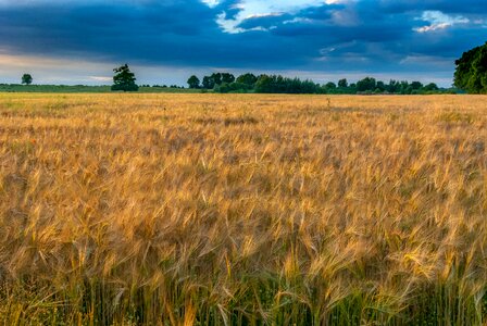 Field cereals landscape photo