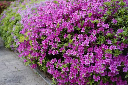 Azalea pink flower flowers