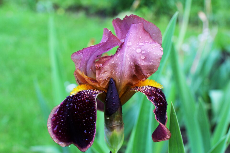 Summer june nature