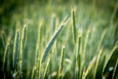 Ear nourishing rye bread photo