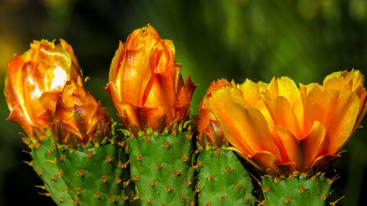 Flower thorny plant photo