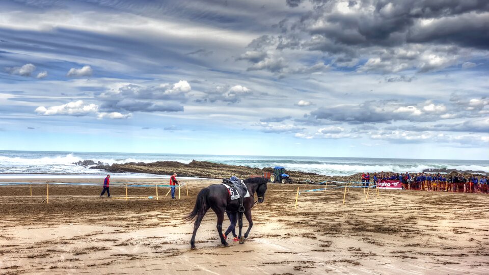 Horse runs animal competition photo