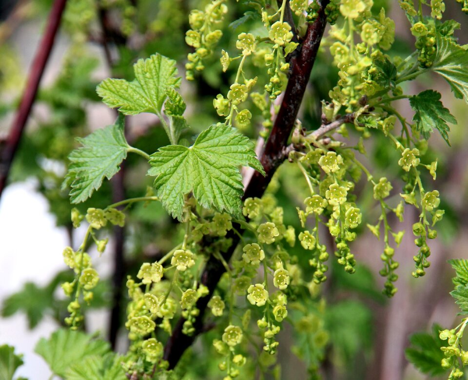 Shrub plant garden