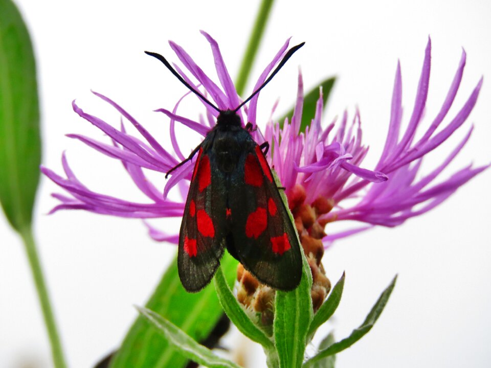 Insect blood zygaenidae