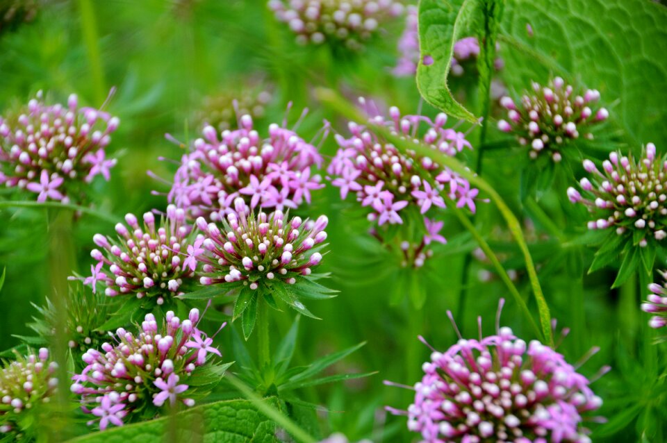 The angelic wood angelic perennial or biennial