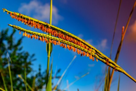 Blade grass grain seed photo