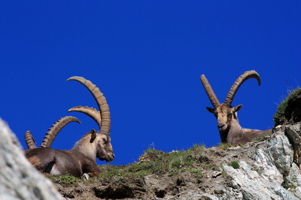 Wild animal nature mountain