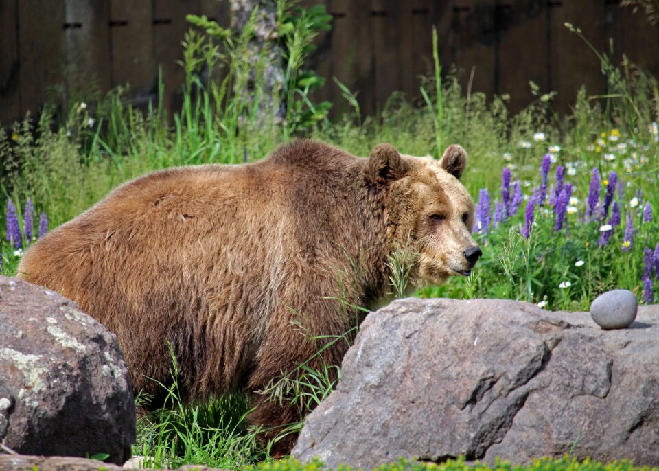 Montana bozeman montana grizzly encounter