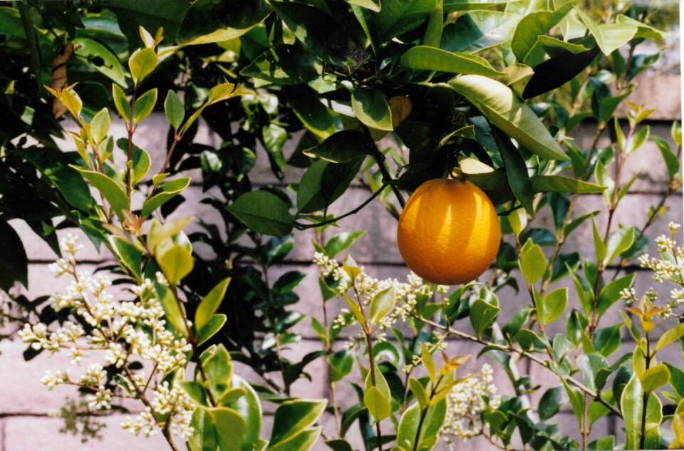 Fruit summer drink