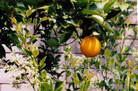 Fruit summer drink