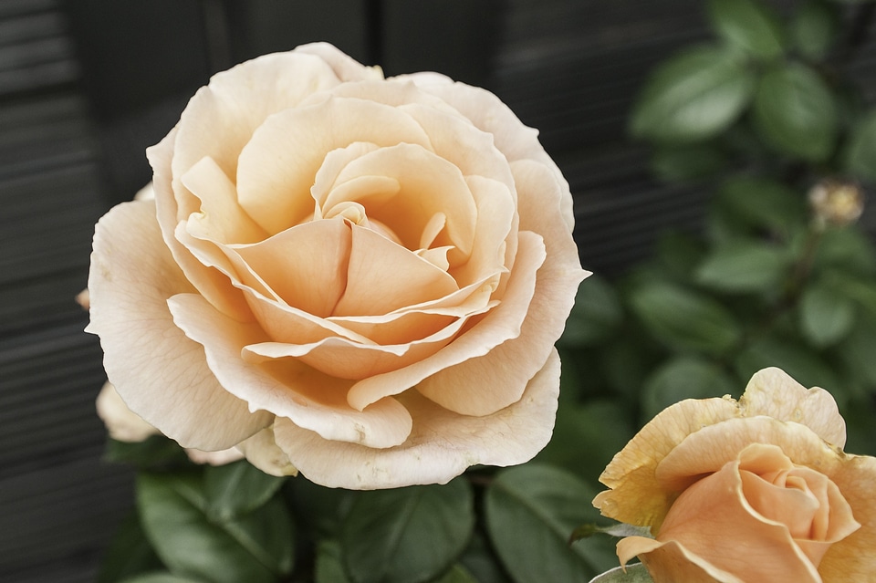 Rose nature beautiful flower