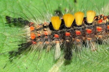 Nature caterpillar hairy photo