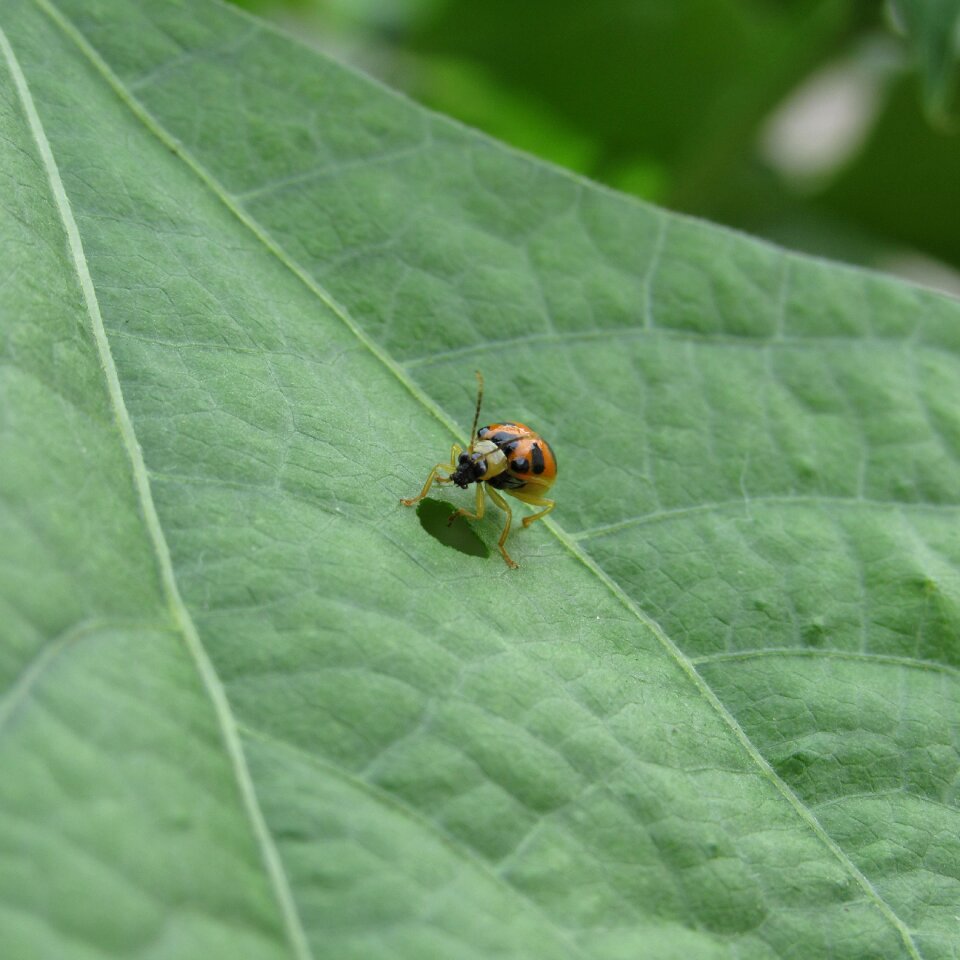 Leaf ladybug green sheet