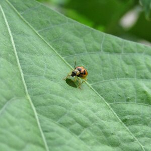 Leaf ladybug green sheet photo