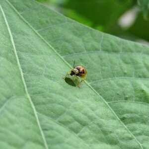 Leaf ladybug green sheet