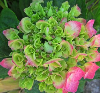 Flower hydrangea bloom