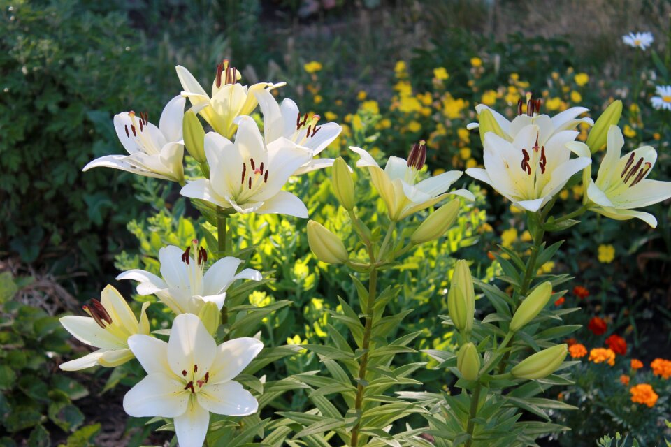 Garden white green